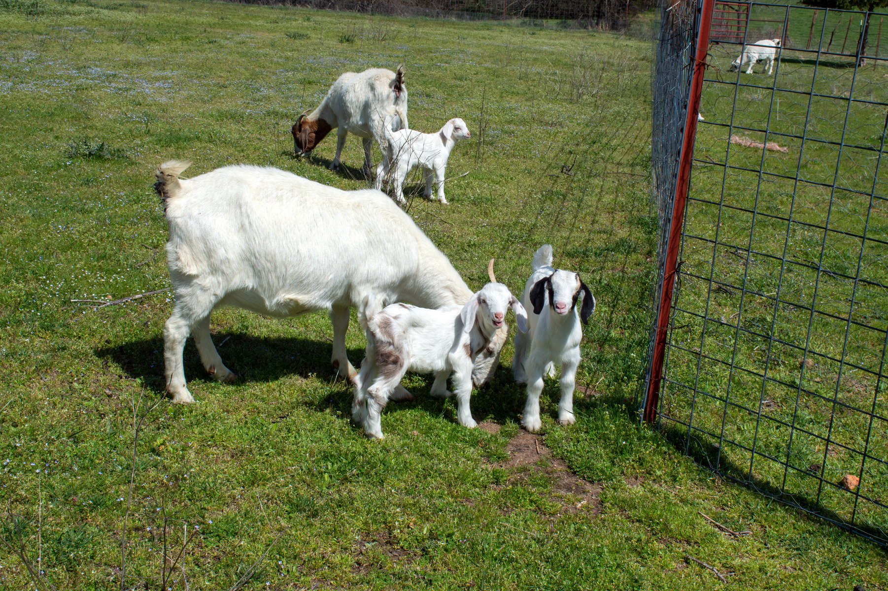 Don’t Forget the Does